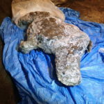 A carcass of a juvenile woolly rhinoceros, found in permafrost in Yakutia, is seen in this handout photo