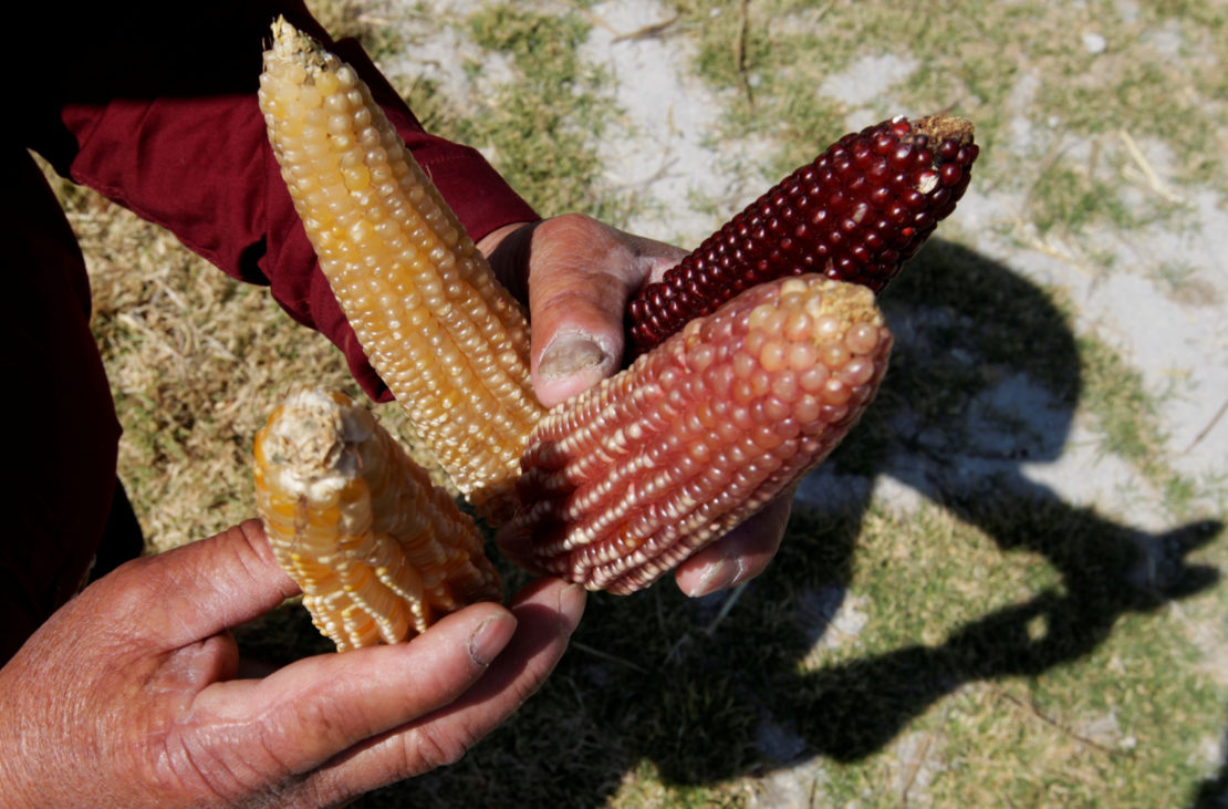Mexico Farm Lobby Blasts Ban on GMO Corn, Organic Growers It The Wire Science