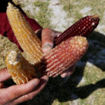 FILE PHOTO: A farmer holds different types of corn cobs in Otzolotepec