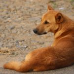 stray-dog-4075095_1920