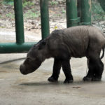 1024px-Sumatran_rhinoceros_baby