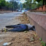 Bird flu scare: Dead crow in Jaipur