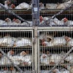 Chickens are seen in a truck at a poultry market in Mumbai