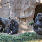 Gorillas sit after two of their troop tested positive for COVID-19 after falling ill at the San Diego Zoo Safari Park