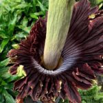 corpse flower
