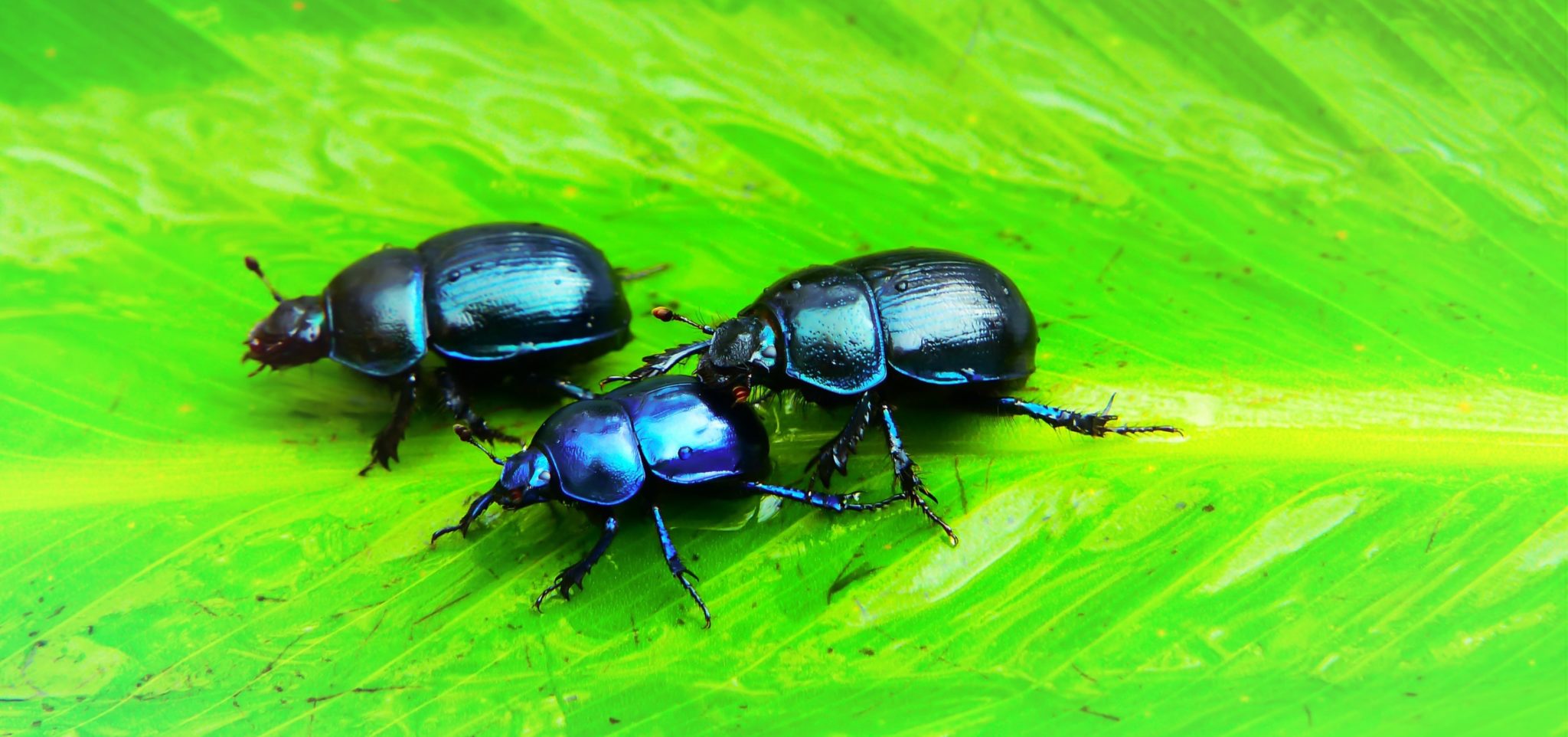 Earth’s Insect Populations Are Falling 1-2% a Year – The Wire Science