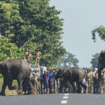 Elephants-are-crossing-Asian-highway-at-day-light-in-front-of-crowd-which-was-managed-by-Forest-offcial-Kurseong-Div.