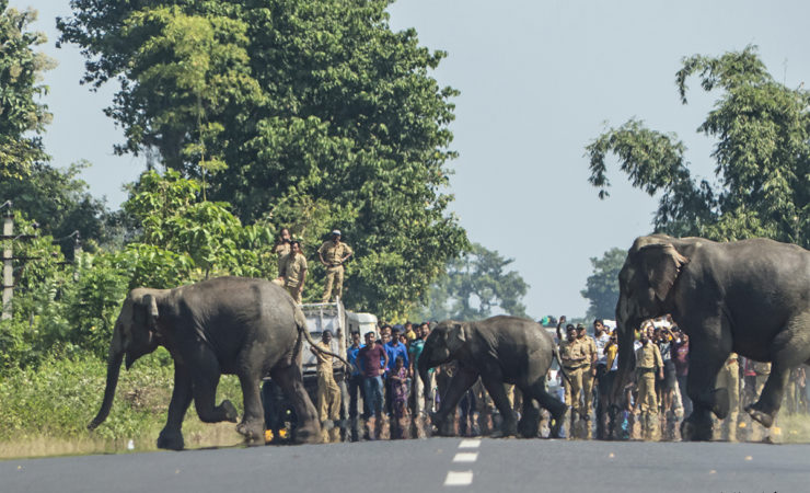 Human Activity in Asia Has Reduced Elephant Habitat by Nearly Two-Thirds Since 1700 – The Wire Science - Vimarsana News