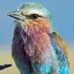 david-clode-7_TTPznVIQI-unsplash