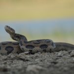 Russell's_viper1