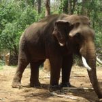 Elephant in Simlipal,Odisha. Photo:Babai05/Wikimedia Commons