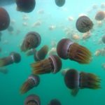 jelly-ed-1106x800