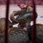 FILE PHOTO: A customs officer gives water to pangolins before a news conference at the customs department in Bangkok September 26, 2011. REUTERS/Chaiwat Subprasom