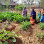A glimpse of brinjal, tomatoes, green chillies, pumpkins and bottle gourd cultivated in a nutri-garden. Dry leaves and paddy straws are used as mulch to enrich moisture and increase soil fertility