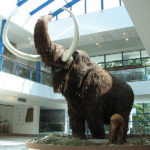 A lifesize model of a Woolly Mammoth in the Brno museum Anthropos