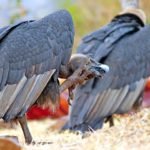 Indian_White-rumped_Vulture