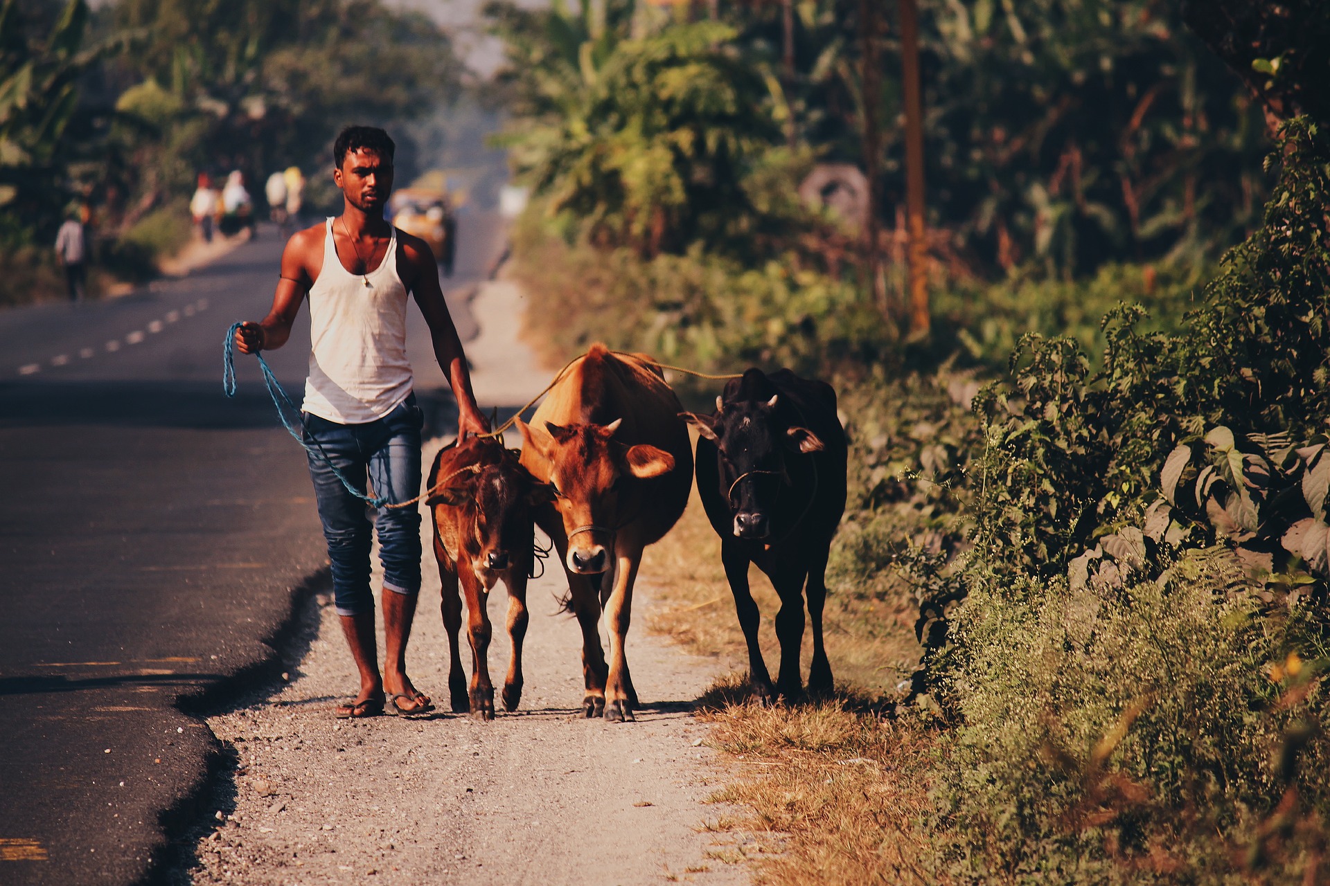 cow-1908327_1920