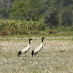 Black-necked Crane (Grus nigricollis)_near First Addition to Manas NP_in the paddy field outside the park_Photo_Sanatan Deka_WTI_19.2.2021
