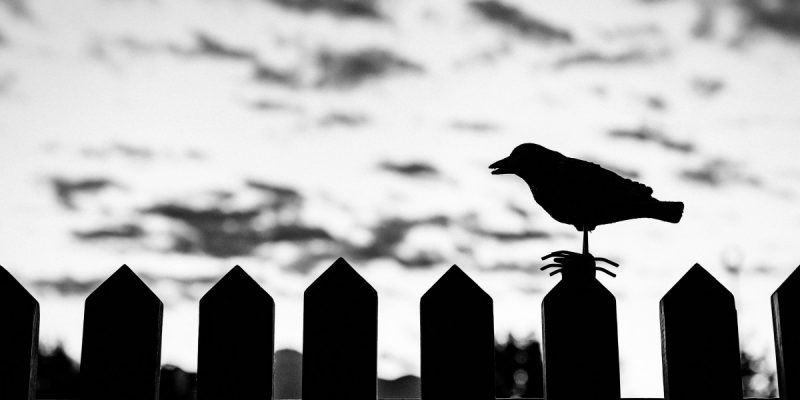 Nitoo Das's New Collection of Poetry 'Crowbite' Is Located in the Matrix of Caste and Class - Vimarsana News