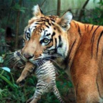 A tigress carries her cub at a zoological park in the northeastern city of Guwahati October 24, 2007. REUTERS/Utpal Baruah