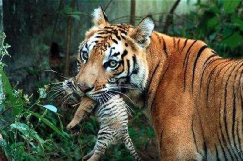Study Suggests Habitat Loss Is Leading To Inbreeding of Indian Tigers