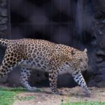 The majestic indian leopard in his preying stance at alipore,kolkata.