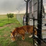 A tiger rescued from a circus by Animal Defenders International in Guatemala arrives at its new home near Winburg, South Africa, January 21, 2020. REUTERS/Siyabonga Sishi