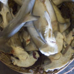 Juvenile hammerhead sharks in Mapusa fish market in Goa. Photo by Victoria Imeson/Flickr.