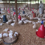Several birds are culled during an outbreak of avian influenza.