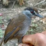 The rediscovered black-browed babbler. Image by Muhammad Suranto and Muhammad Rizky Fauzan.
