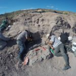 Dinosaur remains found could be oldest titanosaur in Neuquen province
