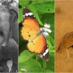 collage_animals_f2