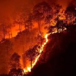 Bandipur_fires_2019