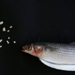 A grey mullet is shown next to microplastic found in Hong Kong waters during a Greenpeace news conference in Hong Kong, China, April 23, 2018. REUTERS/Bobby Yip