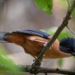 Rufous_sibia