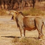 Panthera_leo_persica(Asiatic_Lion)_Gir