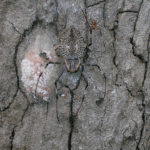 Herennia_multipuncta_2