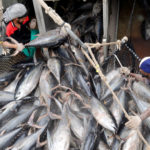 FILE PHOTO: Talks start to protect Indian Ocean's depleting tuna