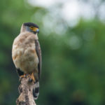 The Great Nicobar serpent-eagle near Campbell Bay.