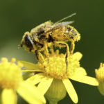 Bee_Pollen