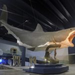 800px-2016_megalodon