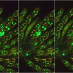 neurospora