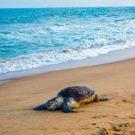 Olive_ridley_sea_turtle_(1)