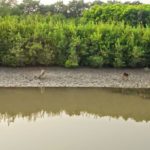 Mangrove_Odisha