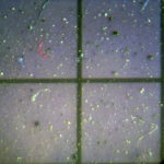Microplastic particles found in snow samples taken in Siberia are seen through a microscope in Tomsk