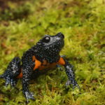 Galaxy frog- David Raju
