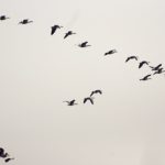 800px-Basai_Wetland_Gurgaon_DSC9312_bar-headed_geese
