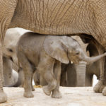 An African elephant calf, which was born at Africam Safari zoo as part of its breeding programme, is seen with its mother at their enclosure, in Valsequillo