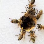 Bees