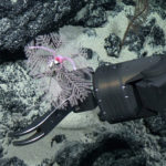 FILE PHOTO: Black coral pictured on the seabed